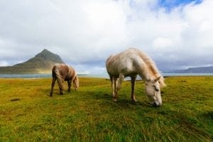 Guide gay sur l'Islande