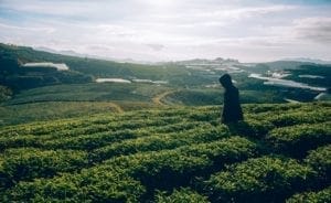 Visite des producteurs de thé équitable du Sri Lanka : à faire lors de votre prochain voyage