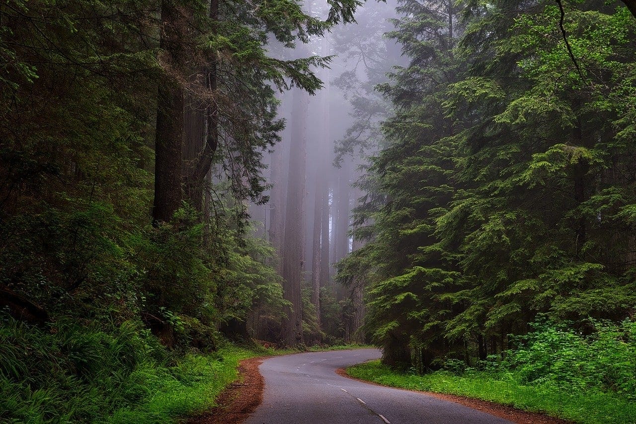 Redwood, États-Unis