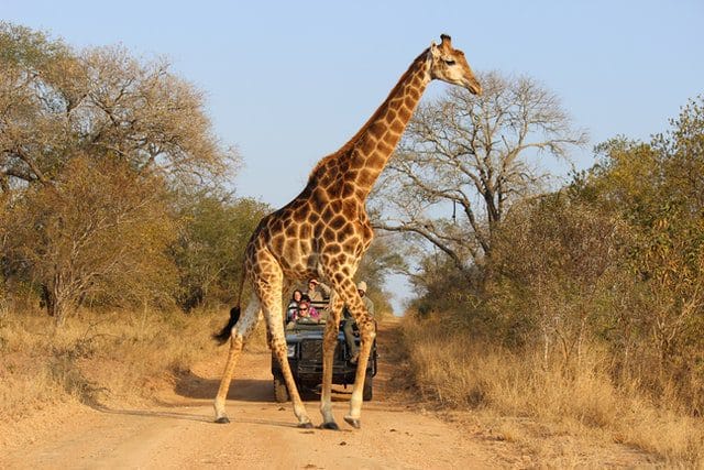 Safari gay en Afrique du Sud