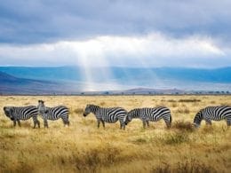 Une visite touristique de la Tanzanie